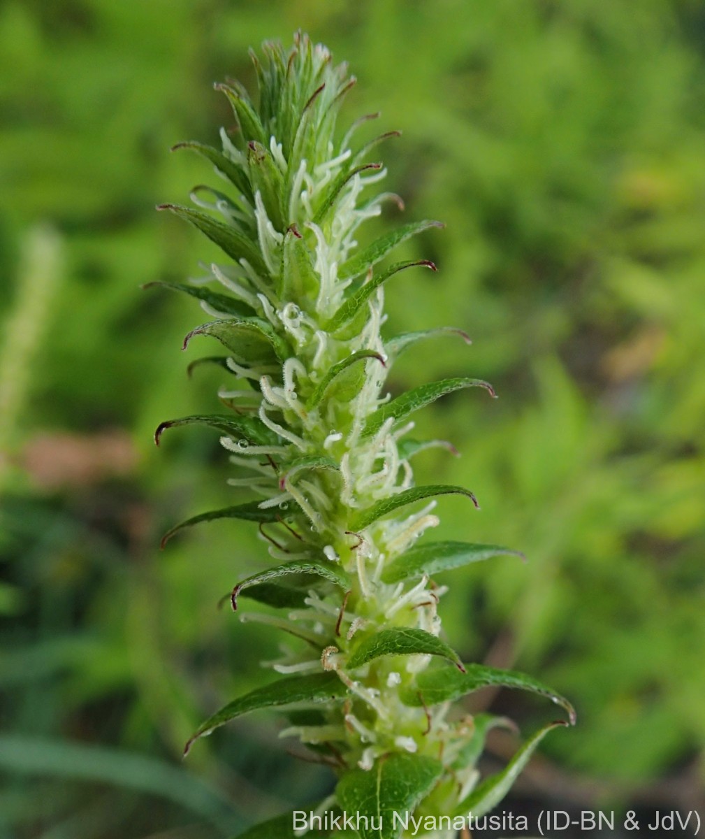 Gonostegia pentandra var. wightii (Benn.) Pull. & Karupp.